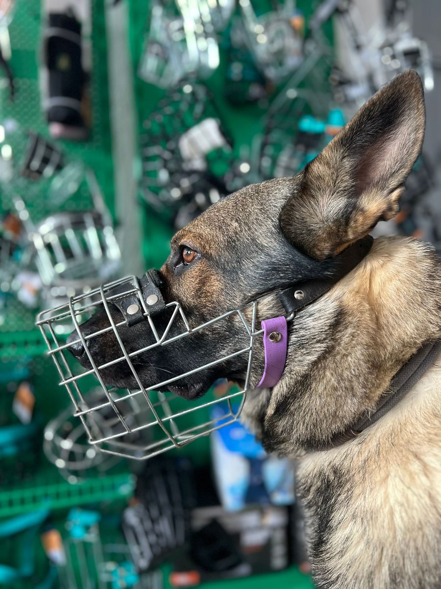 WhatsApp Bild 2025 08 17 um 20.03.05 63b57fa5